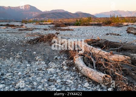 Baumstämme und Äste, oft über beträchtliche Entfernungen durch Spatenströme des Flusses Tagliamento in Friaul, Norditalien, getragen Stockfoto