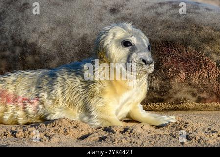 Atlantische Grausiegel, Halichoerus grypus, neugeborenes Jungtier, das gegen Mom ruht. Norfolk Dezember Stockfoto