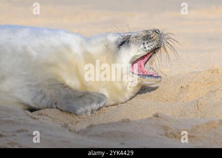 Atlantic Grey Seal, Halichoerus grypus, neugeborenes Jungtier ruht und gähnt im November Stockfoto