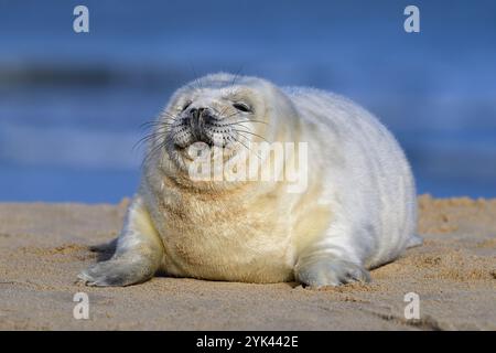 Atlantic Grey Seal, Halichoerus grypus, 5 Tage altes Jungtier, das an einem Sandstrand ruht. Norfolk November Stockfoto