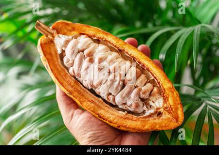 Die Hälfte der frisch geöffneten Kakaoschote mit frischen Kakaobohnen in der Hand des Mannes. Grüner Naturhintergrund. Stockfoto