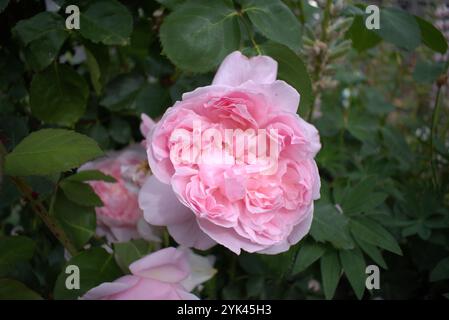 Rosa Rose in voller Blüte im Garten Stockfoto