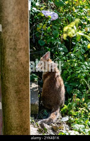 Fuchsjunge im Garten eines Hauses in Brighton, England. Die Zahl der städtischen Füchse in England hat in den letzten 20 Jahren zugenommen, da sie in Städten und Städten leicht Zugang zu Nahrungsquellen wie Mülltonnen und Komposthaufen haben Stockfoto