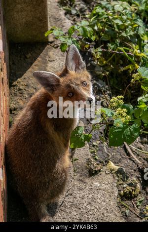 Fuchsjunge im Garten eines Hauses in Brighton, England. Die Zahl der städtischen Füchse in England hat in den letzten 20 Jahren zugenommen, da sie in Städten und Städten leicht Zugang zu Nahrungsquellen wie Mülltonnen und Komposthaufen haben Stockfoto