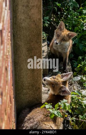 Fuchsjunge im Garten eines Hauses in Brighton, England. Die Zahl der städtischen Füchse in England hat in den letzten 20 Jahren zugenommen, da sie in Städten und Städten leicht Zugang zu Nahrungsquellen wie Mülltonnen und Komposthaufen haben Stockfoto