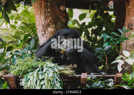 Porträt eines Gibbons der Siamang-Arten, der auf einem Baum sitzt und frisches Obst isst Stockfoto