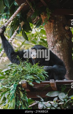 Porträt eines Gibbons der Siamang-Spezies, der auf einem Baum sitzt, mit seinen langen Armen Stockfoto