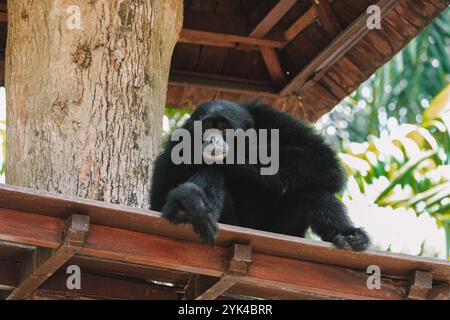 Porträt eines sehr traurigen schwarzen Siamang Gibbon mit flauschigem Fell, der auf einem Baum sitzt. Stockfoto