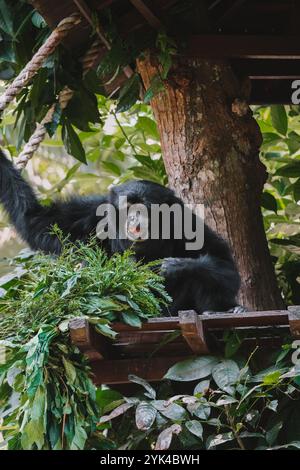 Porträt eines Gibbons der Siamang-Arten, der auf einem Baum sitzt und frisches Obst isst Stockfoto