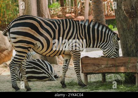 Nahaufnahme Zebras fressen Gras. Erhaltung seltener Säugetiere in Naturschutzgebieten Stockfoto