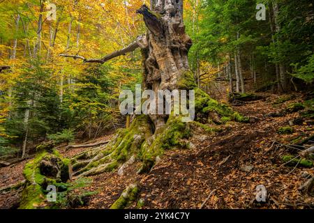 Monumentale Buche „Faig Gros de les Molleres de Gresolet“, im Herbst im Buchenwald von Gresolet, Naturpark Cadí-Moixeró, Berguedà Barcelona Spanien Stockfoto