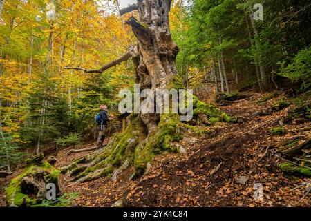 Monumentale Buche „Faig Gros de les Molleres de Gresolet“, im Herbst im Buchenwald von Gresolet, Naturpark Cadí-Moixeró, Berguedà Barcelona Spanien Stockfoto