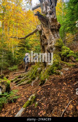 Monumentale Buche „Faig Gros de les Molleres de Gresolet“, im Herbst im Buchenwald von Gresolet, Naturpark Cadí-Moixeró, Berguedà Barcelona Spanien Stockfoto