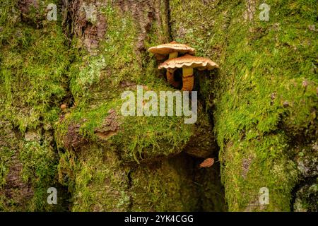 Zwei Pilze, die im Herbst aus dem Stamm einer Buche im Buchenwald Gresolet wachsen (Naturpark Cadí-Moixeró, Berguedà, Barcelona ​Spain) Stockfoto