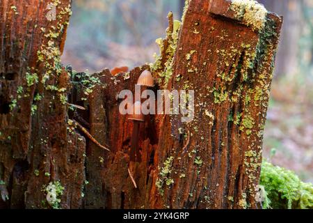 Pilze wachsen in den Bergen in einem Wald in der Nähe von Madrid, Spanien Stockfoto