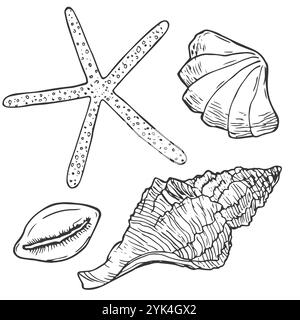 Muschelvektorset. Handgezeichnete Illustration auf weißem Hintergrund. Sammlung realistischer Skizzen. Verschiedene Muschelschalen verschiedene Formen, Echin Stock Vektor