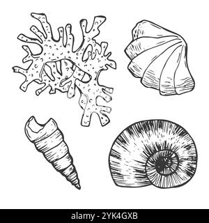 Muschelvektorset. Handgezeichnete Illustration auf weißem Hintergrund. Sammlung realistischer Skizzen. Verschiedene Muschelschalen verschiedene Formen, Echin Stock Vektor