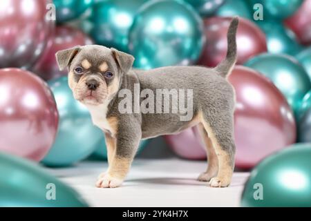 Sechs Wochen alter gesunder Fliederbräuner französischer Bulldog Hund Welpe mit Schwanz vor bunten Ballons Hintergrund Stockfoto