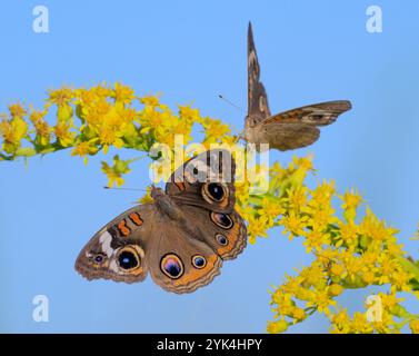 Gewöhnliche buckeye (Junonia coenia) Schmetterlinge, die während der Herbstblüte von Goldrute (Solidago sempervirens) fressen, Galveston, Texas, USA Stockfoto