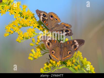 Gewöhnliche buckeye (Junonia coenia) Schmetterlinge, die während der Herbstblüte von Goldrute (Solidago sempervirens) fressen, Galveston, Texas, USA Stockfoto