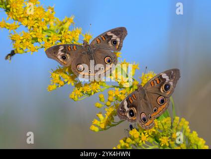 Gewöhnliche buckeye (Junonia coenia) Schmetterlinge, die während der Herbstblüte von Goldrute (Solidago sempervirens) fressen, Galveston, Texas, USA Stockfoto