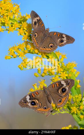Gewöhnliche buckeye (Junonia coenia) Schmetterlinge, die während der Herbstblüte von Goldrute (Solidago sempervirens) fressen, Galveston, Texas, USA Stockfoto