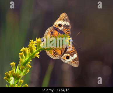 Gewöhnliche buckeye (Junonia coenia) Schmetterling, der am Meer Goldröte (Solidago sempervirens) am späten Abend mit Hinterleuchtung, Galveston, Texas, USA füttert Stockfoto