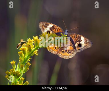 Gewöhnliche buckeye (Junonia coenia) Schmetterling, der am Meer Goldröte (Solidago sempervirens) am späten Abend mit Hinterleuchtung, Galveston, Texas, USA füttert Stockfoto