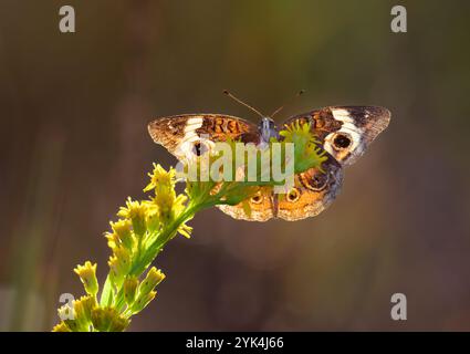 Gewöhnliche buckeye (Junonia coenia) Schmetterling, der am Meer Goldröte (Solidago sempervirens) am späten Abend mit Hinterleuchtung, Galveston, Texas, USA füttert Stockfoto