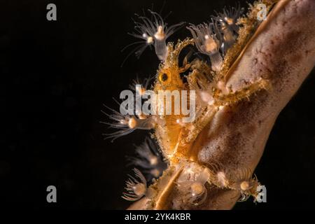 Spinnenkrabbe (Achaeus spinosus). Das Foto wurde in Nord-Sulawesi auf der Insel Bangka, Indonesien, aufgenommen Stockfoto