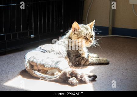 Eine Katze ruht friedlich auf dem Boden in der Nähe eines Käfigs und zeigt ihre Whisker, ihren Schwanz und ihre Schnauze. Die kleine bis mittelgroße Katze sieht aus wie ein Terrestr Stockfoto