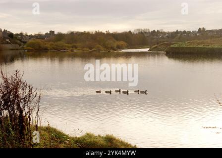 Enten am Fluss Tweed in Kelso im Winter Stockfoto