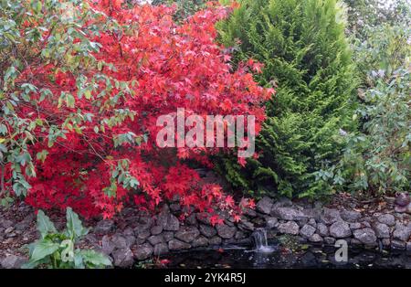 Hellrotes Acer Palmatum Osakazuki in voller Herbstfarbe neben einem Thuja-Konifer an einem Gartenteich in Devon. Stockfoto