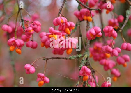 Die roten Beeren von Euonymus europaeus „Red Cascade“ oder Spindelbaum im Herbst. Stockfoto