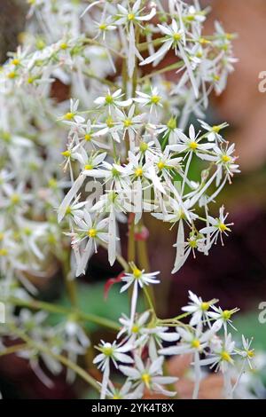 Weißer Saxifraga „Blackberry and Apple Pie“, auch als Saxfrage bekannt, in Blüte. Stockfoto