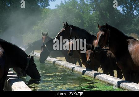 Lusitaner Pferde im Gestüt Alter Real im Alentejo die Lusitano Rassepferde werden auf dem geschichtsträchtigen Gestüt Coudelaria Alter Real in Alter d Stockfoto