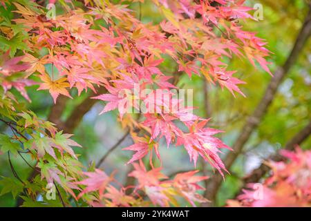 Das orange-rosafarbene Herbstlaub Acer palmatum, japanischer Ahorn „Orange Dream“. Stockfoto