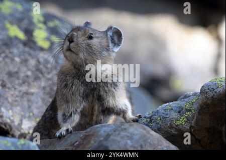 Amerikanische Pika in einem subalpinen Talushang im Sommer. Purcell Range, Nordwesten von Montana. Stockfoto