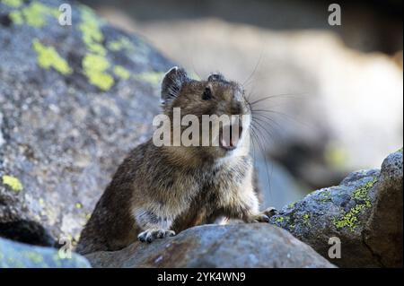 Amerikanischer Pika (Ochotona princeps), der im Sommer einen Talushang einlädt. Purcell Range, Nordwesten von Montana. Stockfoto