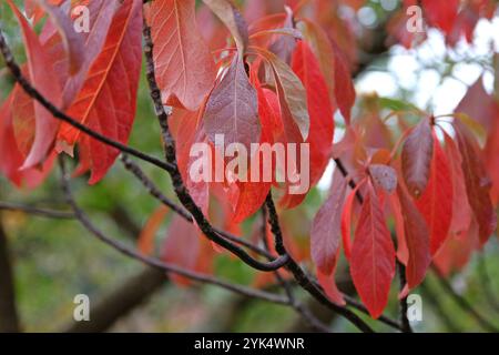 Das rote Herbstblatt Franklinia alatamaha oder der Franklin-Baum. Stockfoto