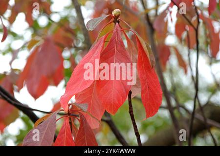 Das rote Herbstblatt Franklinia alatamaha oder der Franklin-Baum. Stockfoto