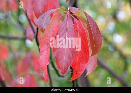 Das rote Herbstblatt Franklinia alatamaha oder der Franklin-Baum. Stockfoto