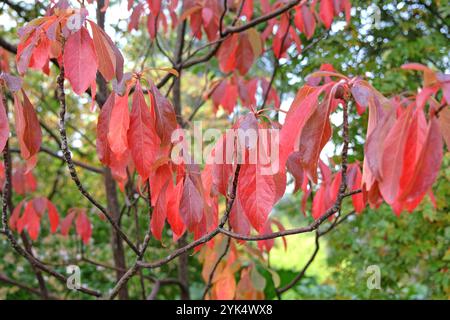 Das rote Herbstblatt Franklinia alatamaha oder der Franklin-Baum. Stockfoto