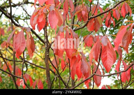 Das rote Herbstblatt Franklinia alatamaha oder der Franklin-Baum. Stockfoto