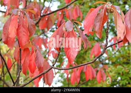 Das rote Herbstblatt Franklinia alatamaha oder der Franklin-Baum. Stockfoto