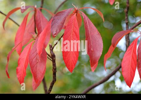 Das rote Herbstblatt Franklinia alatamaha oder der Franklin-Baum. Stockfoto