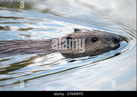 Nordamerikanischer Biber (Castor canadensis) im Sommer. Yaak Valley, Nordwesten von Montana. Stockfoto