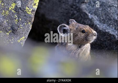 Amerikanische Pika (Ochotona princeps) in einem subalpinen Talusfeld im Sommer. Purcell Range, Nordwesten von Montana. Stockfoto