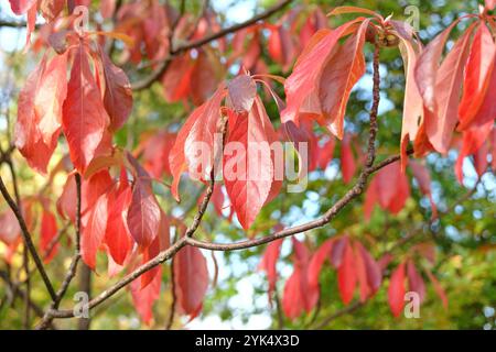 Das rote Herbstblatt Franklinia alatamaha oder der Franklin-Baum. Stockfoto