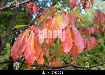 Das rote Herbstblatt Franklinia alatamaha oder der Franklin-Baum. Stockfoto